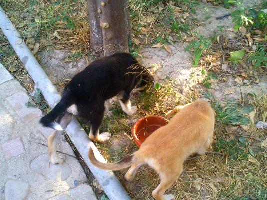 Χαρίζονται κουταβάκια ηλικίας 3 μηνών