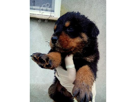 Διαθεσιμα κουταβια rottweiler