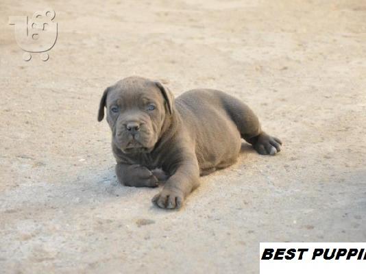 PoulaTo: CANE CORSO