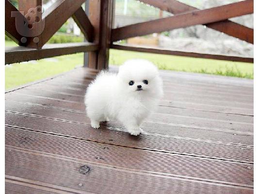 PoulaTo: Pomeranian Toy
