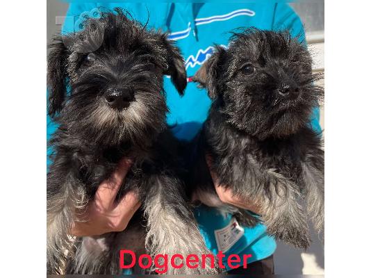 Schnauzer