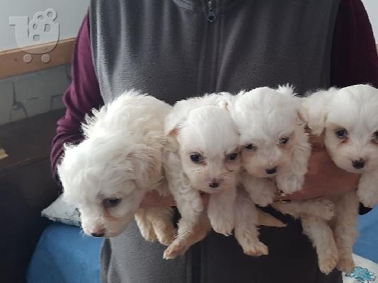 Maltese mini