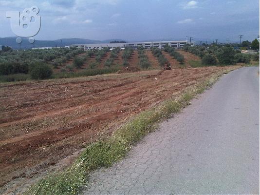 PoulaTo: Οινόφυτα- Αγροτεμάχιο ~24 στρ