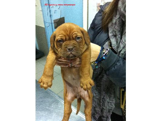 DOGUE DE BORDEAUX -ΓΑΛΛΙΚΟ MASTIF