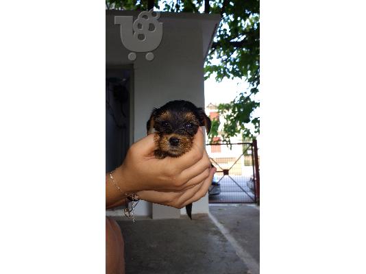 Mini yorki!! ka8aroaimo!!!