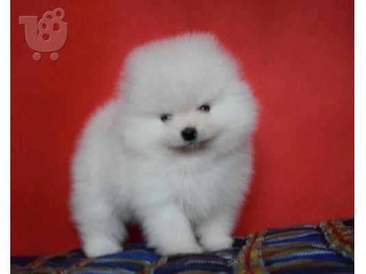 PoulaTo: όμορφα Pomeranian Puppies προς πώληση