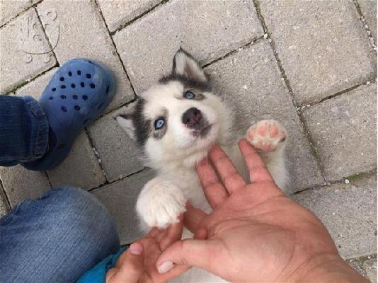 German Shepherd καθαροαιμα Αθηνα-Θεσσαλονικη-κρητη 6979314054...