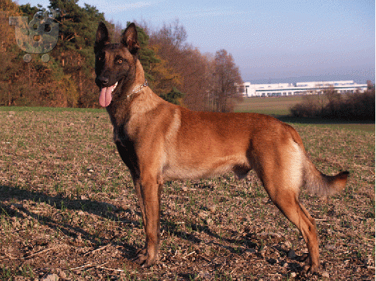 PoulaTo: malinois