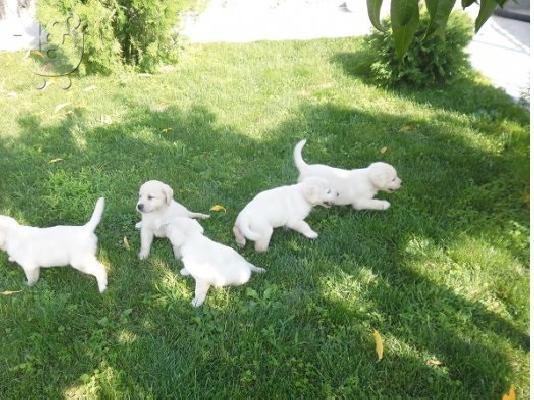 LABRADOR