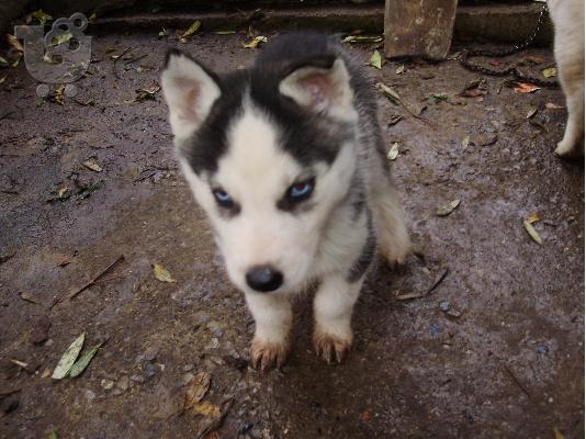 PoulaTo: siberian hasky!!κουταβια σιβηριακα χασκυ