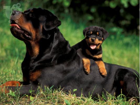 PoulaTo: rottweiler