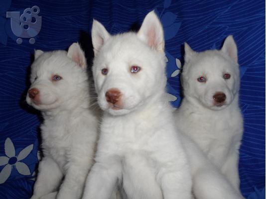 Seberian Husky     Χασκι Σιβιριανα καθαροαιμα κουταβια