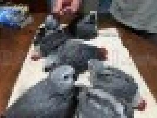 PoulaTo: μωρά Κονγκό Αφρικής γκρι παπαγάλος για € 150