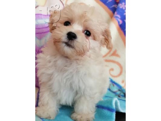 PoulaTo: Φοβερά κουτάβια maltipoo Διαθέσιμα - Γυναίκα και αρσενικό