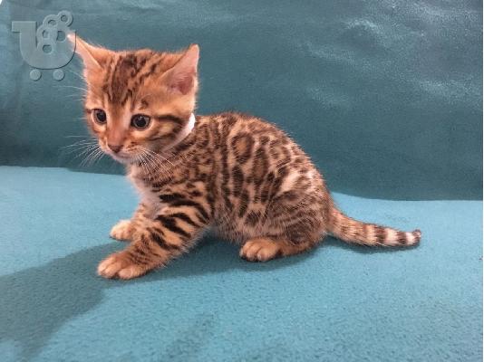 Srebrni bengalski mačići za prodaju kontaktirajte me putem (whatsapp 32460219218) ili (vib...