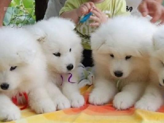 PoulaTo: SAMOYED