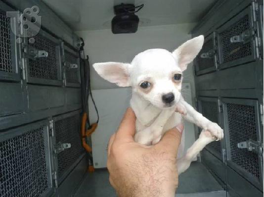 Chihuahua