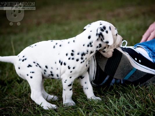 Dalmatian