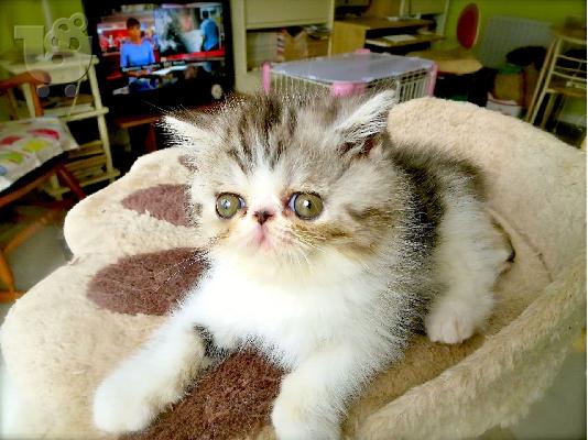PoulaTo: Εξωτικά γατάκια Shorthair