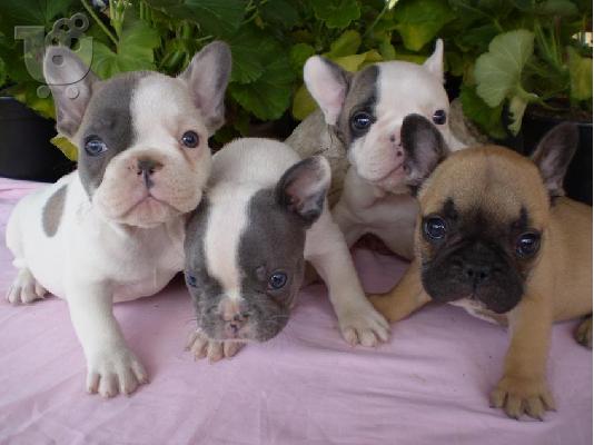 PoulaTo: γαλλικά κουτάβια μπουλντόγκ  / French Bulldog Puppies