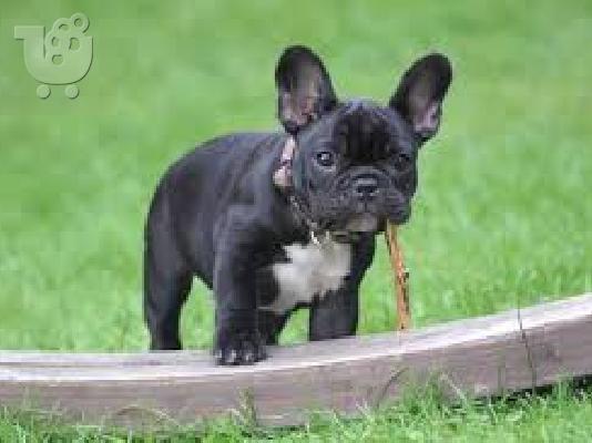 Γαλλικο μπουλντογκ - French bulldog
