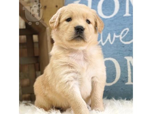 Lovely Golden retriever κουτάβια Διαθέσιμο προς πώληση.