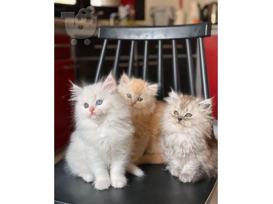 PoulaTo: Ragdoll Kittens προς πώληση Αρσενικό/θηλυκό