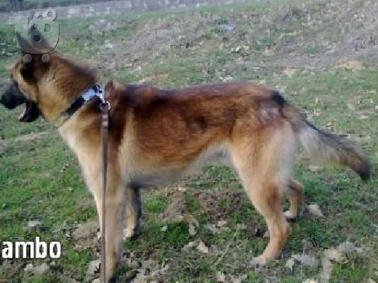ΜΑΛΙΝΟΥΑ Βέλγικο εκπαιδευμένο πλήρως