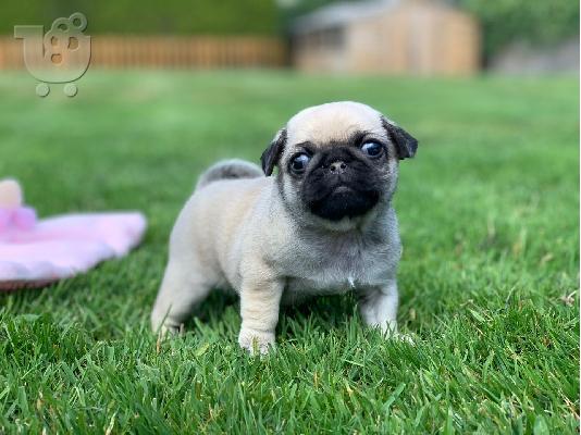 PoulaTo: Κουτάβια Kc Pug (βορειοδυτικά)