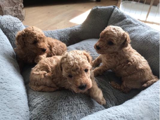 PoulaTo: Όμορφα κουτάβια PatterpooToy Poodle