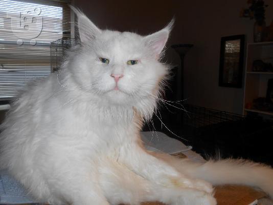 Maine Coon γατάκια για υιοθεσία