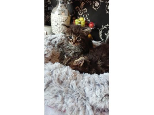 PoulaTo: Νορβηγικά δάση X Ragdoll Kittens
