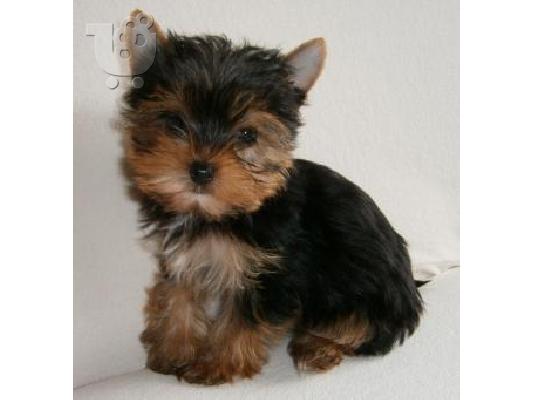 PoulaTo: YORKSHIRE TERRIER