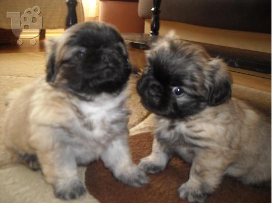 PoulaTo: Pekingese