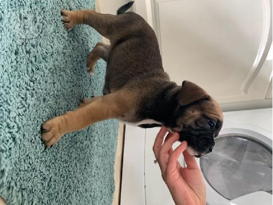 Ενεργά κουτάβια pitbull+34634098453
