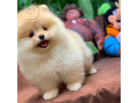 POMERANIAN
