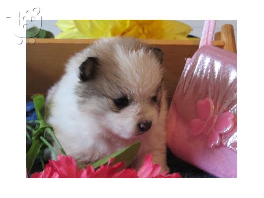 Το σπίτι έθεσε Pomeranian κουτάβια διαθέσιμα