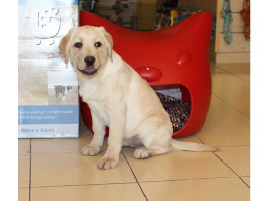 PoulaTo: Φοβερό Labrador Retriever Pups