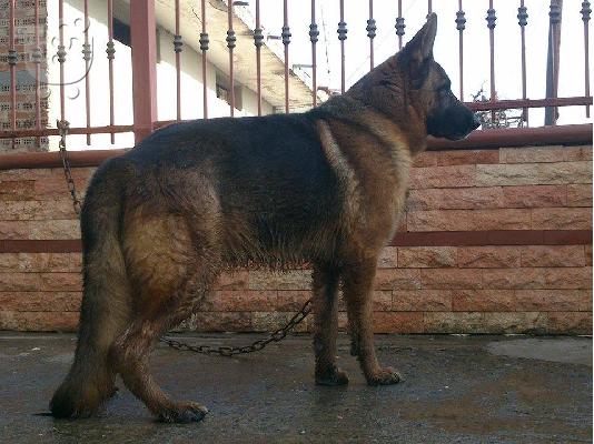 PoulaTo: German Shepherd