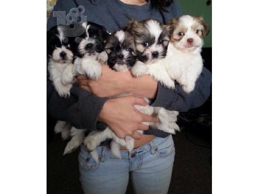 PoulaTo: shih tzu κουτάβια