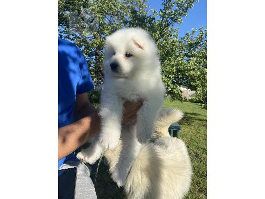 Σιβηρικά κουτάβια samoyed