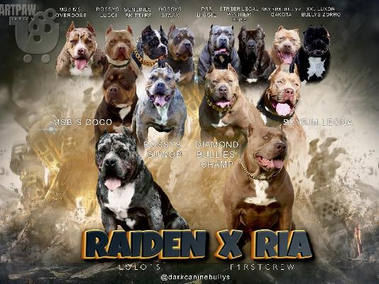 XL American Bully κουτάβια