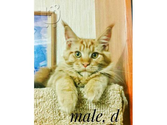 Γατάκια Maine Coon