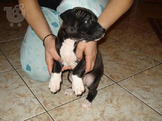 pitbull american terrier
