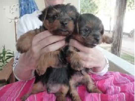 PoulaTo: Καθαρόαιμα Γιόρκσάϊρ τεριέ (Yorkshire Terrier)