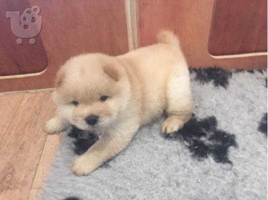 Chow Chow babies availableWe έχουν 5