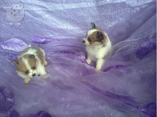 papillon
