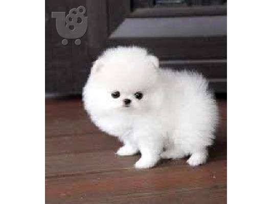 PoulaTo: Δύο κουτάβια Pomeranian και φοβερά