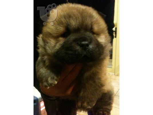 PoulaTo: ΠΑΝΈΜΟΡΦΟ ΚΑΦΕ CHOW CHOW