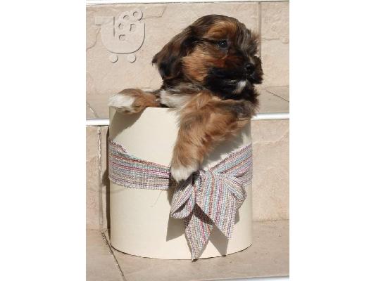 Κουτάβι Havanese bichon